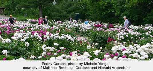 Peony Garden, photo by Michele Yanga, courtesy of Matthaei Botanical Gardens and Nichols Arboretum