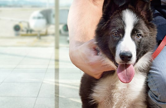 Emotional support dog at an airport